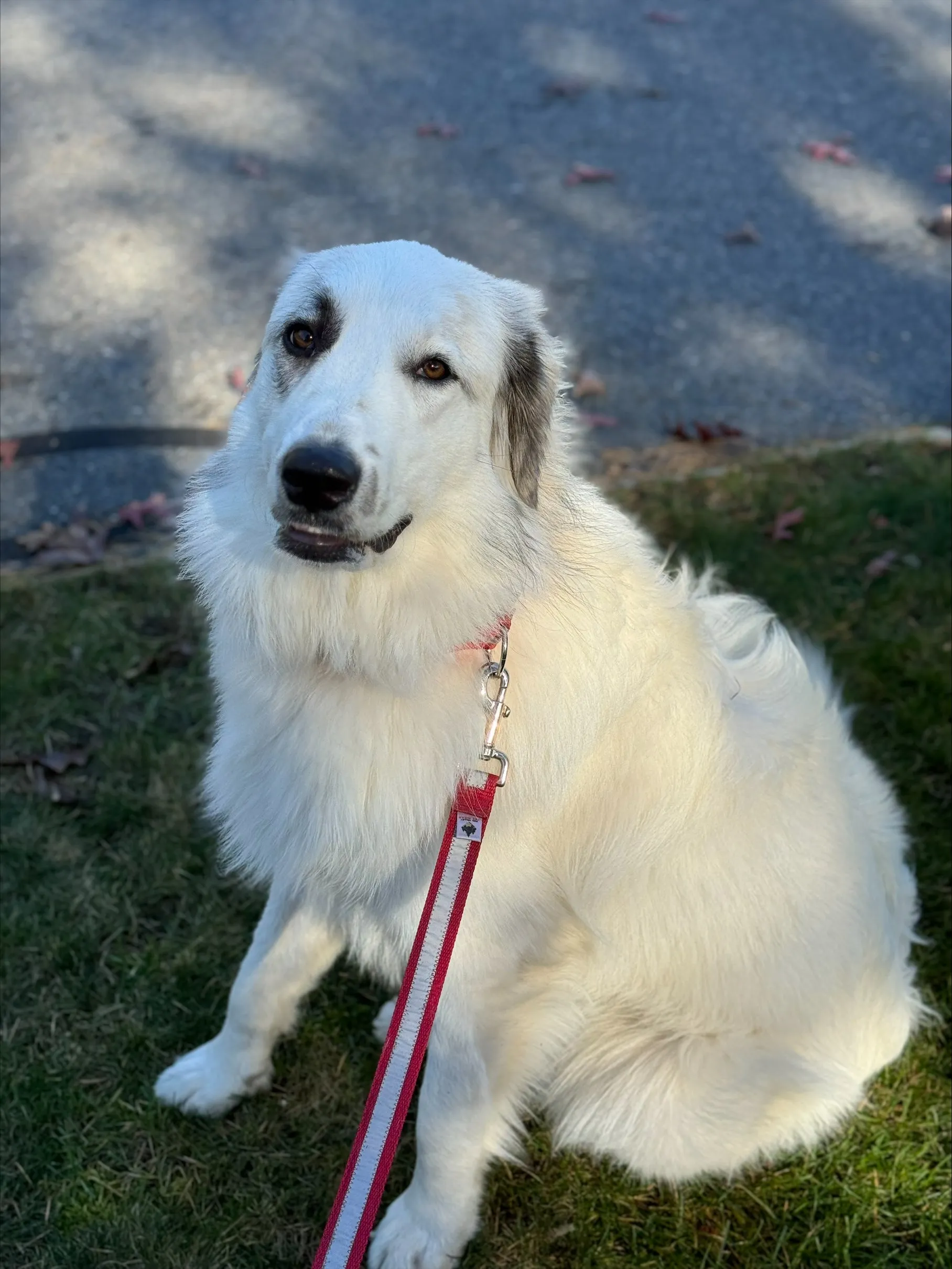 2-Ply Heavy Duty Leash | Solid or Reflective | 3 widths, 20 colors