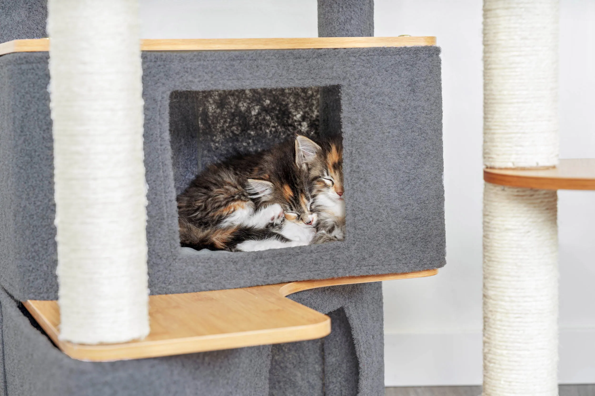 Ascentials by FurHaven Luxe Suite Cat Tower (48”-58”), Customizable Multi-Level Indoor Cat Tree