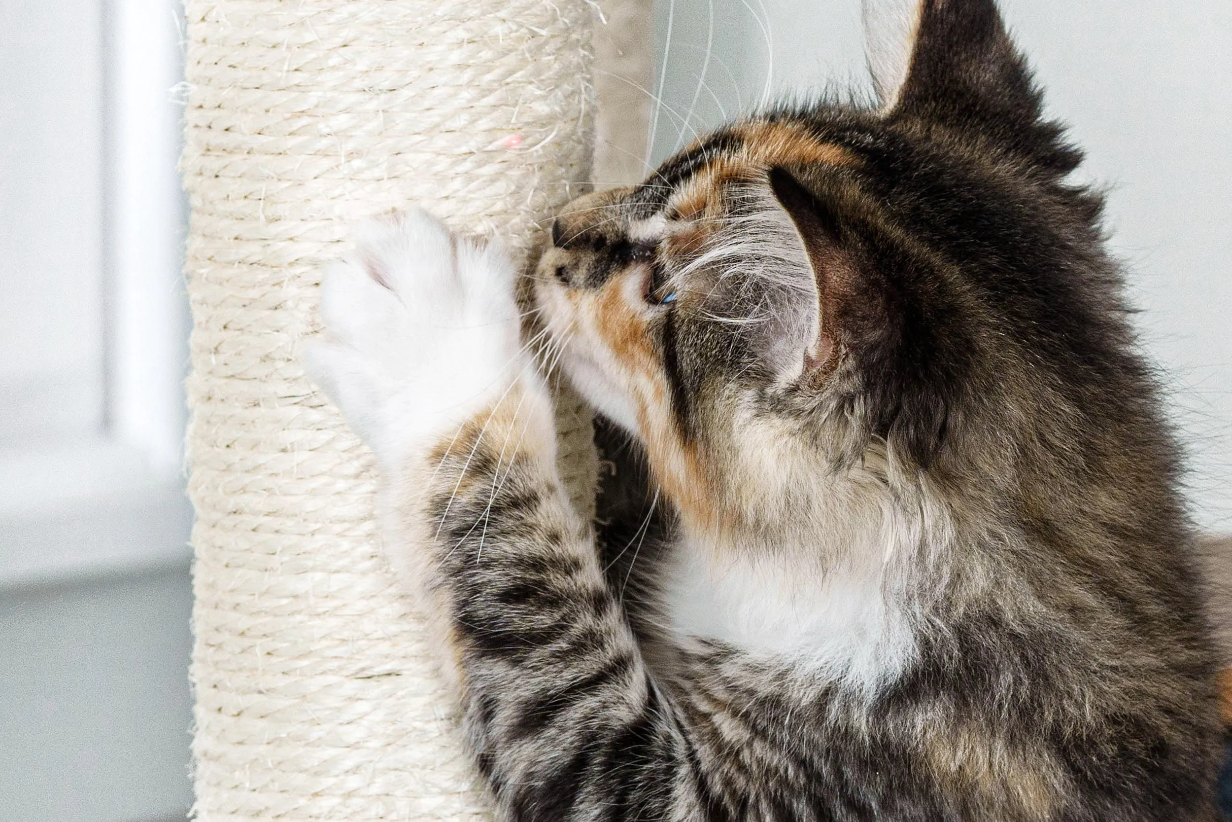 Ascentials by FurHaven Luxe Suite Cat Tower (48”-58”), Customizable Multi-Level Indoor Cat Tree