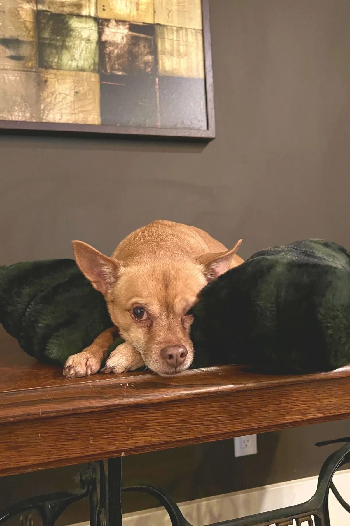 Bolstered Pet Bed - Royal Opulence Faux Furs (Sold Out - Merlot!)