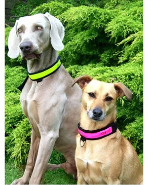Equisafety Flashing Dog Collar