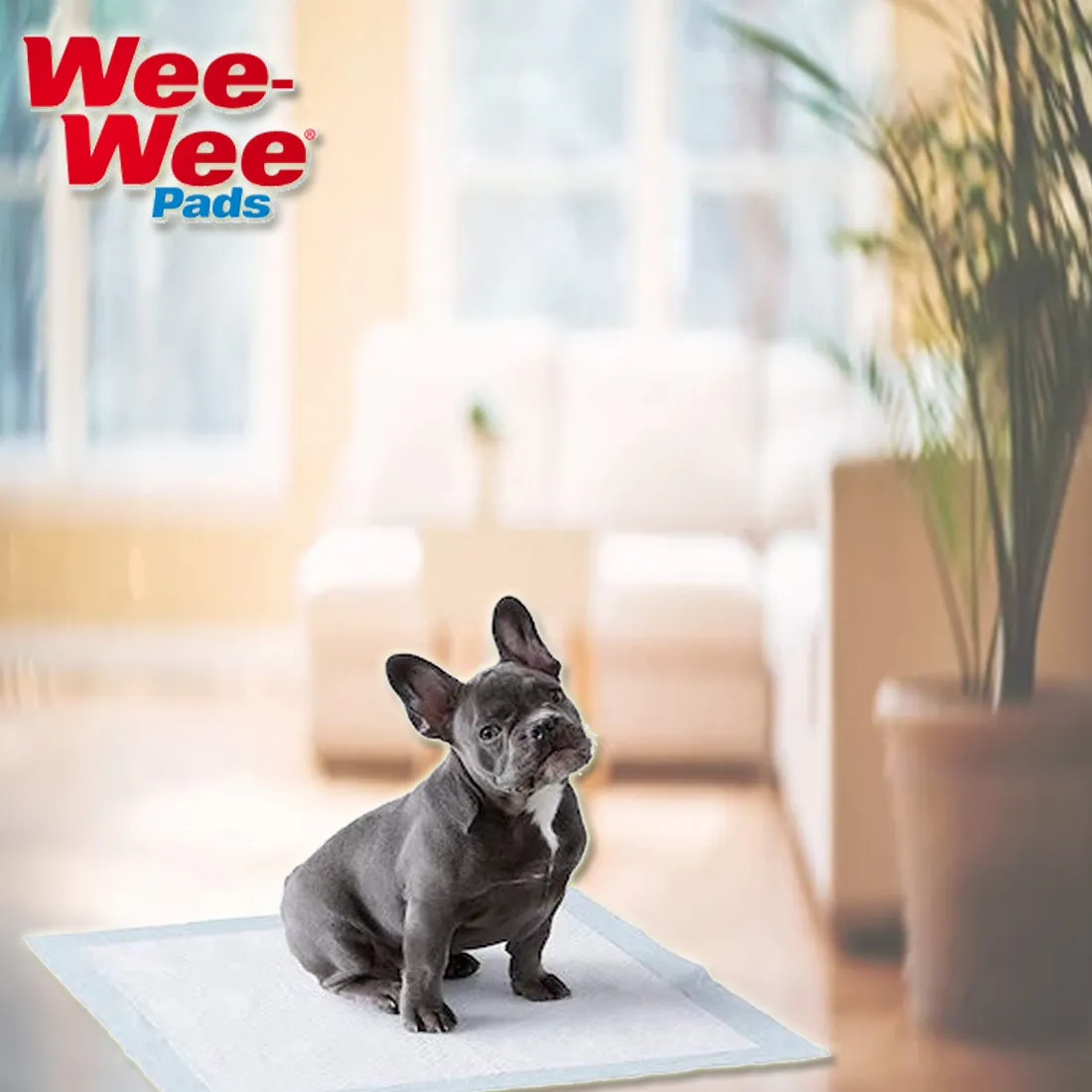 Four Paws DELUXE Wee Wee Pads for Standard and Little Dogs, 36 Count