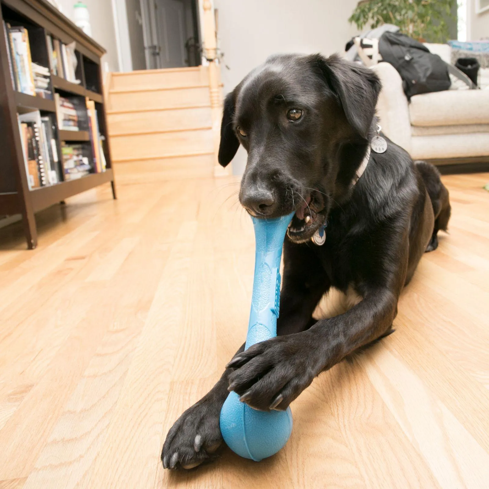 Kong Squeak Stix Dog Toy