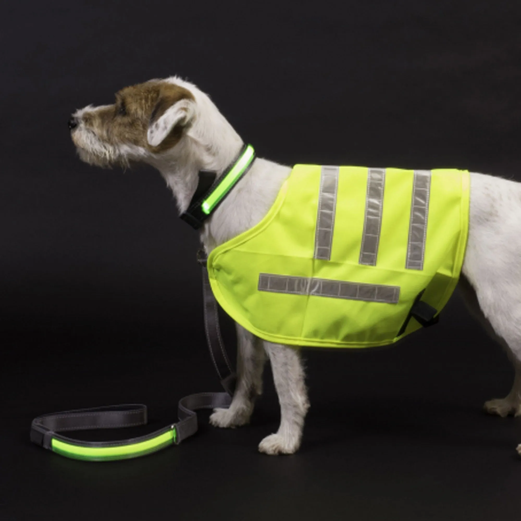 Petface Reflective Flashing Lead