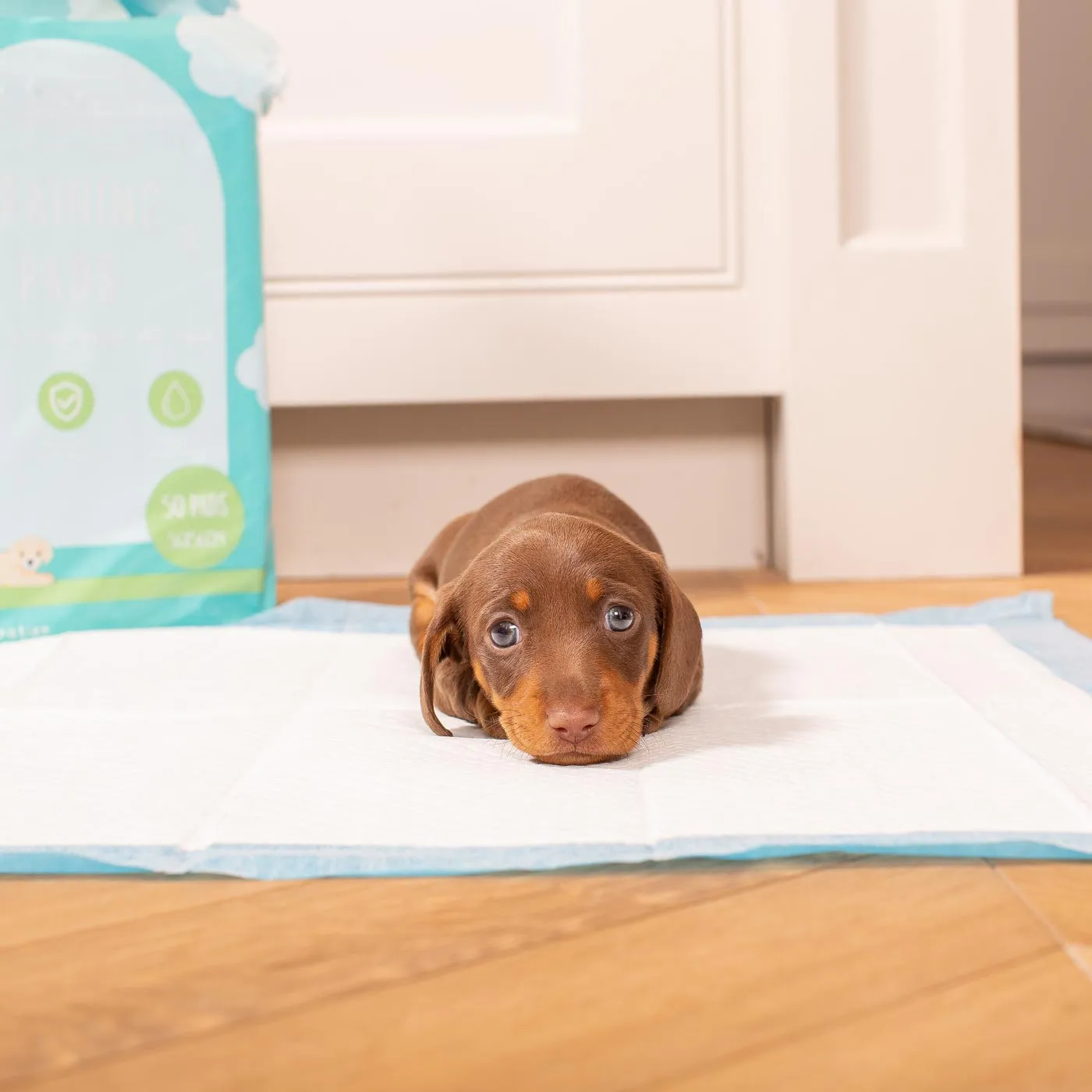 Puppy Training Pads by Lords & Labradors